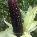 Purple organic sweet  corn seeds planter